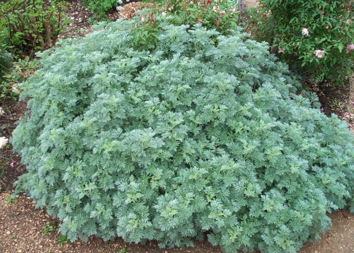 Wormwood Spirit Medicine | Bloom Post